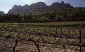 France 99 Dentelles Vineyard